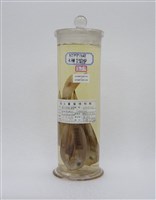 藏品(線紋刺尾鯛)的圖片